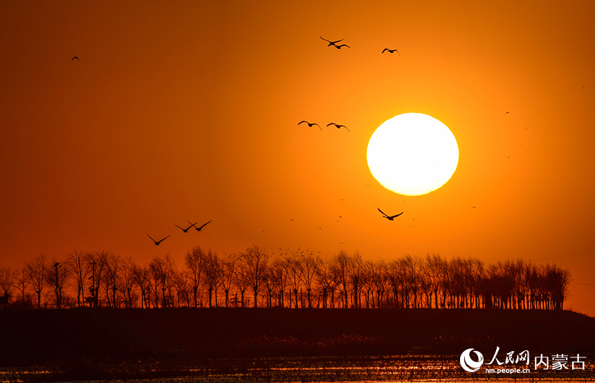 候鸟在鄂尔多斯市达拉特旗境内的黄河湿地飞翔。王正摄