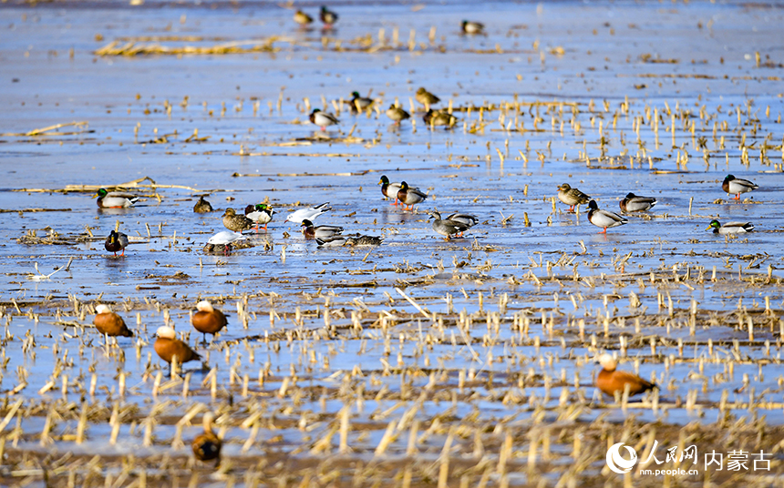 候鸟在鄂尔多斯市达拉特旗境内的黄河湿地栖息。王正摄