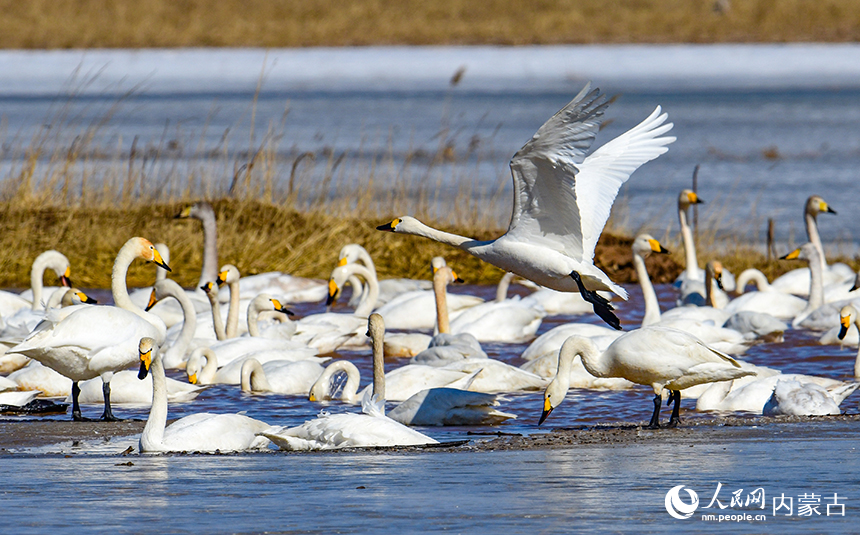 天鹅在鄂尔多斯市达拉特旗境内的黄河湿地飞翔。王正摄