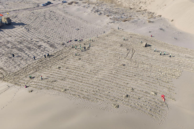 太阳庙农场乌兰布和沙区的工人正在铺设草方格。王旭尧摄