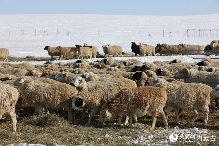 牧民饲养的羊群。阿斯亚摄