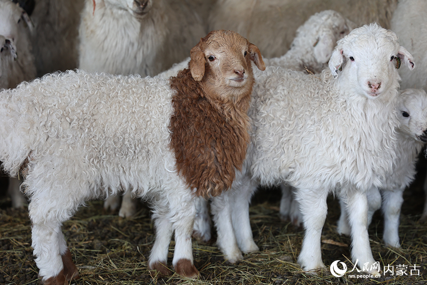 可爱的小羊羔。阿斯亚摄