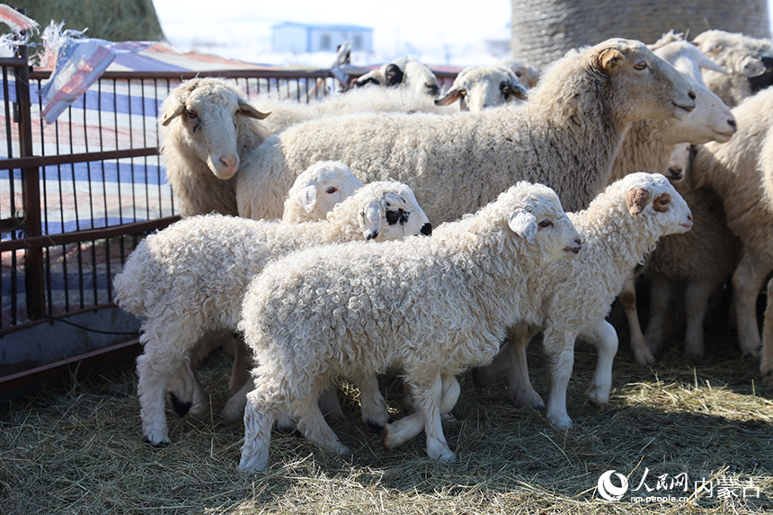 新生命的诞生，为草原增添了无限生机。阿斯亚摄