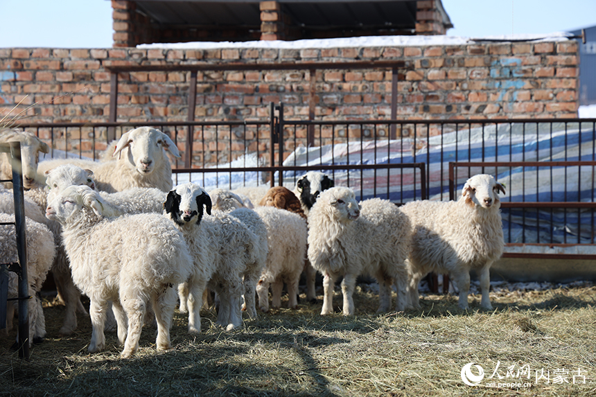 新生命的诞生，为草原增添了无限生机。阿斯亚摄