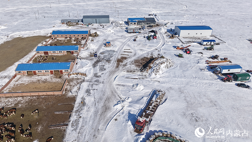 标准化棚圈为待产母羊和新生羊羔筑起了温暖屏障。阿斯亚摄