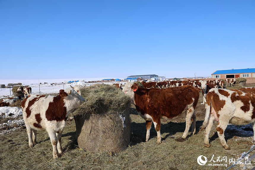 牧民备足饲料和饲草应对春节大风、降雪天气。阿斯亚摄
