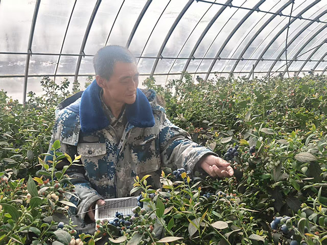 蓝莓采摘。端木摄