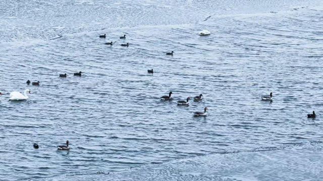 乌梁素海迎来大批北归候鸟。王铁摄