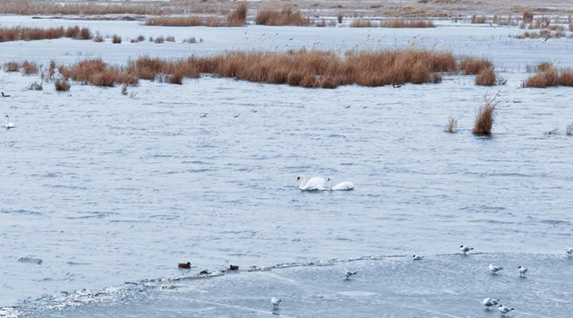 候鸟在乌梁素海结伴游弋、低头觅食。赵磊摄