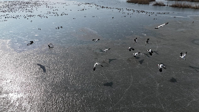 波光粼粼的冰湖上，东方白鹳展翅翱翔。包恩泽摄
