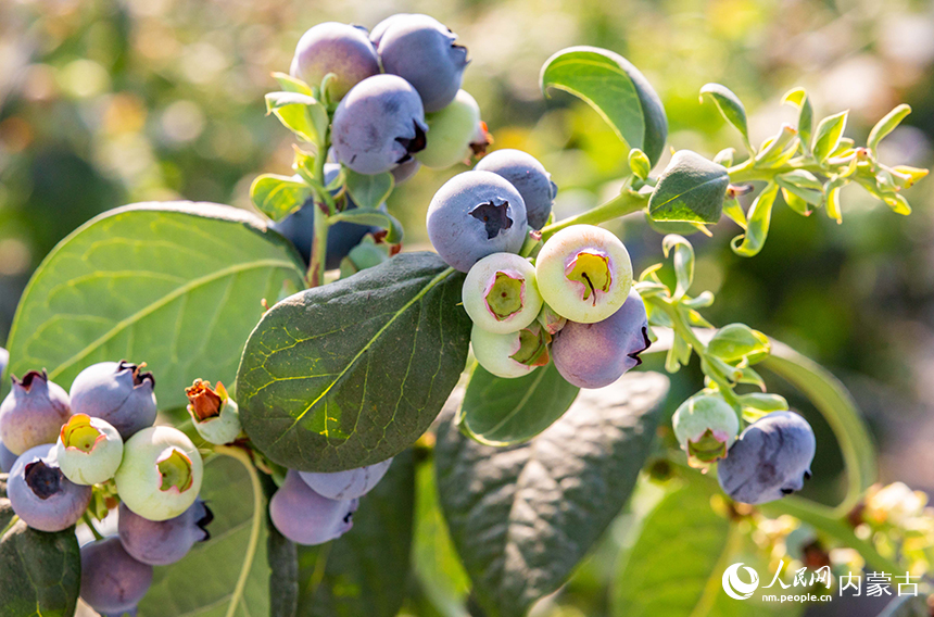呼和浩特市玉泉区后本滩村蓝莓种植基地的智能温室大棚内，一串串饱满多汁、色泽亮丽的的蓝莓挂满枝头。丁根厚摄