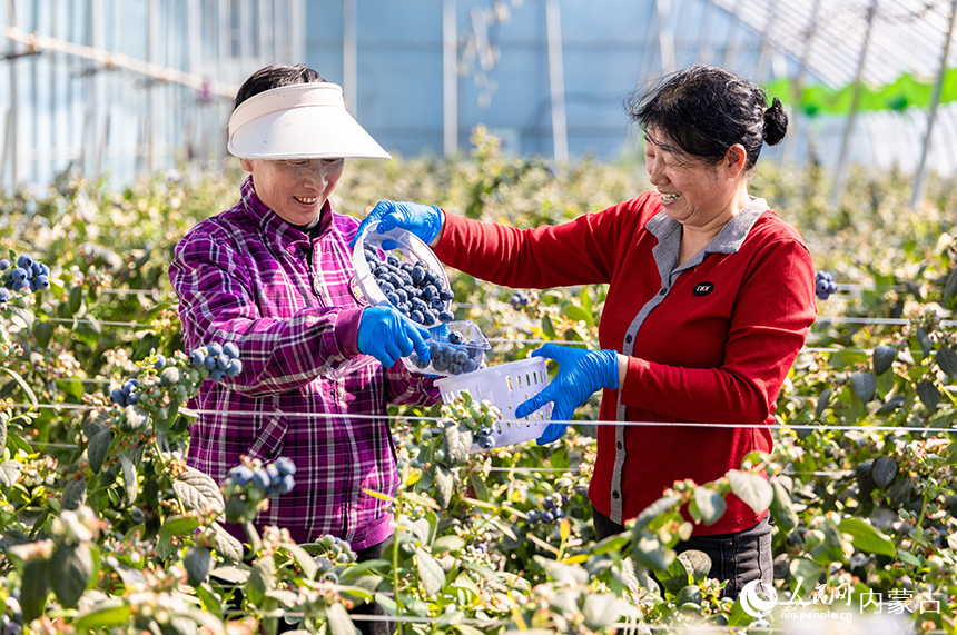 呼和浩特市玉泉区后本滩村蓝莓种植基地的智能温室大棚内，工人正忙碌着采摘蓝莓，供应市场。丁根厚摄