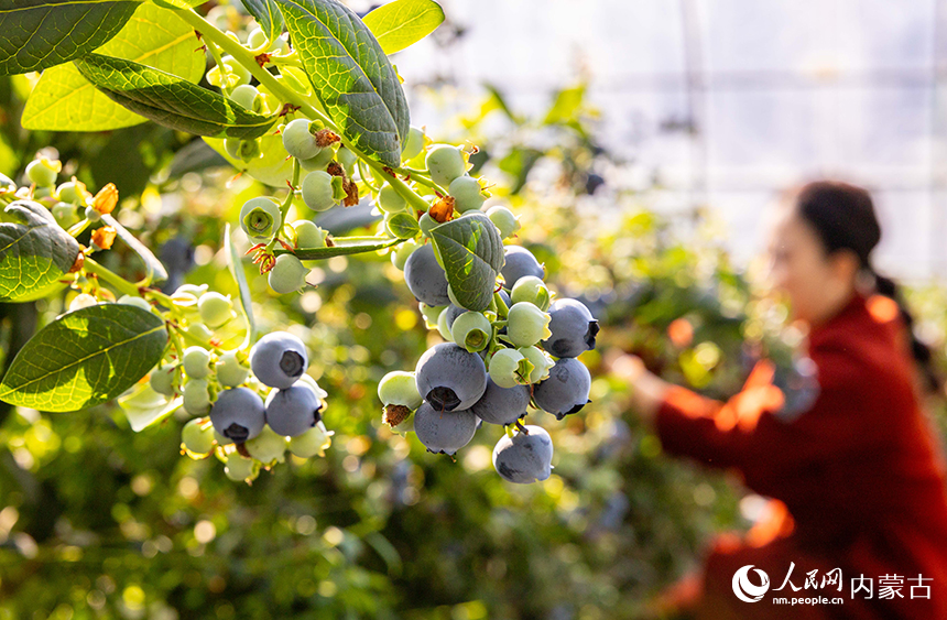 呼和浩特市玉泉区后本滩村蓝莓种植基地的智能温室大棚内，游客在采摘蓝莓，尽享田园乐趣。丁根厚摄