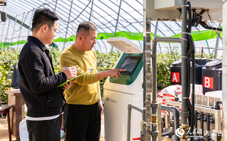 呼和浩特市玉泉区后本滩村蓝莓种植基地的智能温室大棚内，工作人员在调控智能水肥一体机。丁根厚摄
