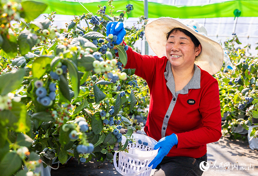 呼和浩特市玉泉区后本滩村蓝莓种植基地的智能温室大棚内，工人正忙碌着采摘蓝莓，供应市场。丁根厚摄