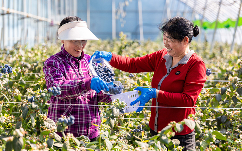 内蒙古呼和浩特：智慧农业赋能蓝莓产业飘香