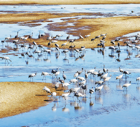 候鸟舞翩跹 生态美如画
