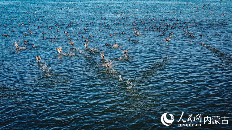 内蒙古商都察汗淖尔国家湿地公园航拍图。人民网记者 张力洋摄