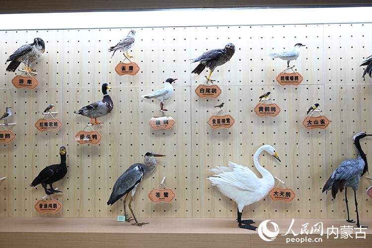 内蒙古商都察汗淖尔国家湿地公园内展示的鸟类标本。人民网记者 刘艺琳摄