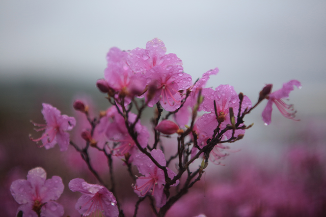 雨中盛开的杜鹃花。阿尔山市委宣传部供图