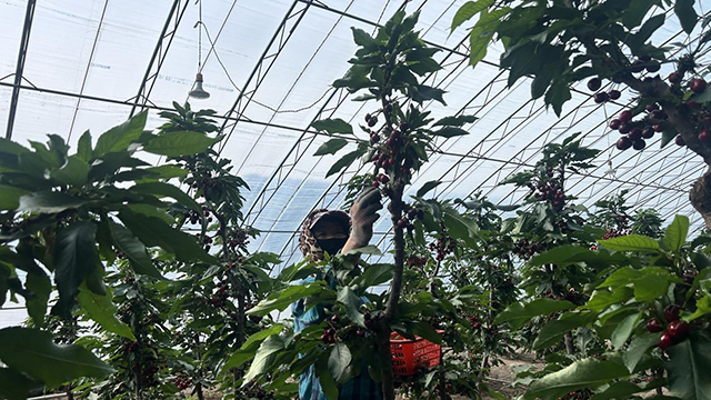 工人正在採摘櫻桃。薩茹拉攝