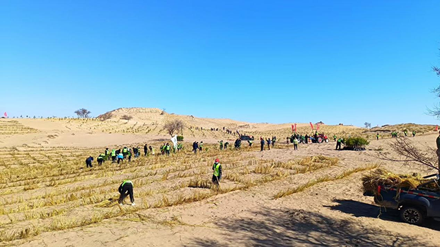 固沙网格错落有致地铺展开来。张珠海摄