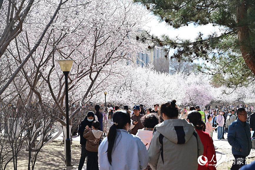 近日，呼和浩特市公主府公园桃花盛开，游人如织。人民网记者 寇雅楠摄