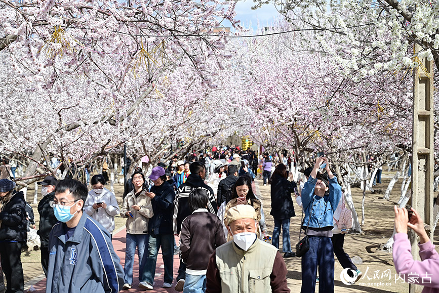 近日，呼和浩特市公主府公园桃花盛开，游人如织。人民网记者 寇雅楠摄