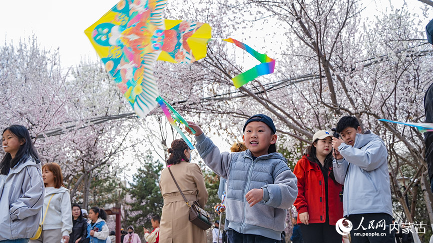 近日，内蒙古呼和浩特市公主府公园桃花盛放，市民在花海中放风筝，享受春日美好时光，赏花季带动城市文旅休闲消费升温。人民网记者 张力洋摄