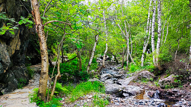 花楸谷