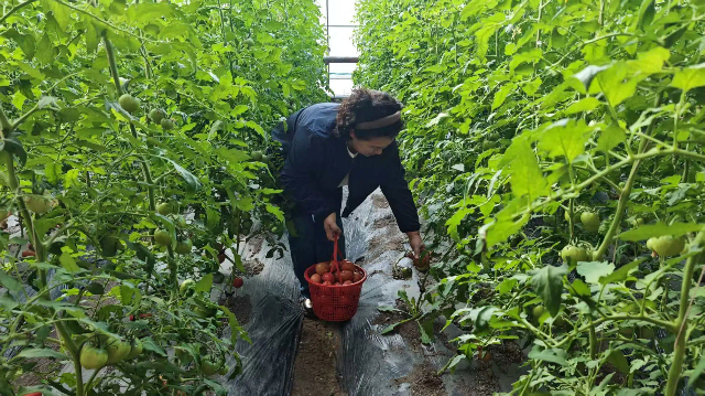 游客提着采摘篮穿梭其间，精心挑选成熟果实，亲手摘下新鲜果蔬，现场品尝。张敏杰摄