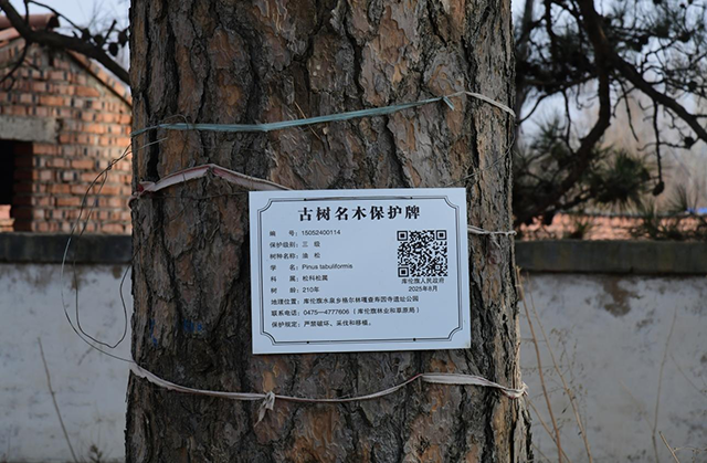挂牌的古樹就是有了“身份証”。邵南攝
