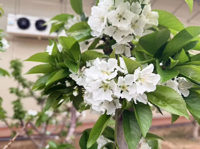 扎賚特旗嶺上興大櫻桃現代農業產業園的櫻桃樹進入盛花期。王甜田攝
