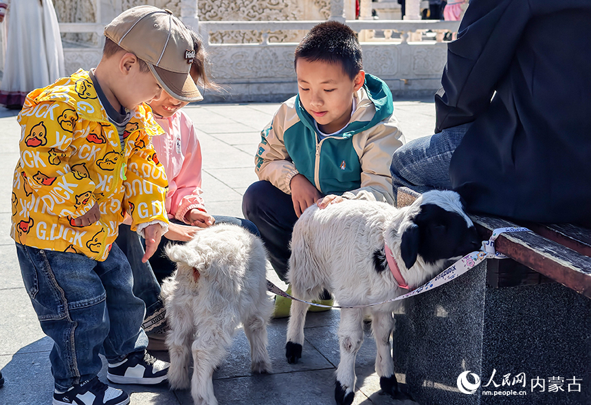 游客在呼和浩特市玉泉区塞上老街旅游休闲街区与小羊羔互动。丁根厚摄