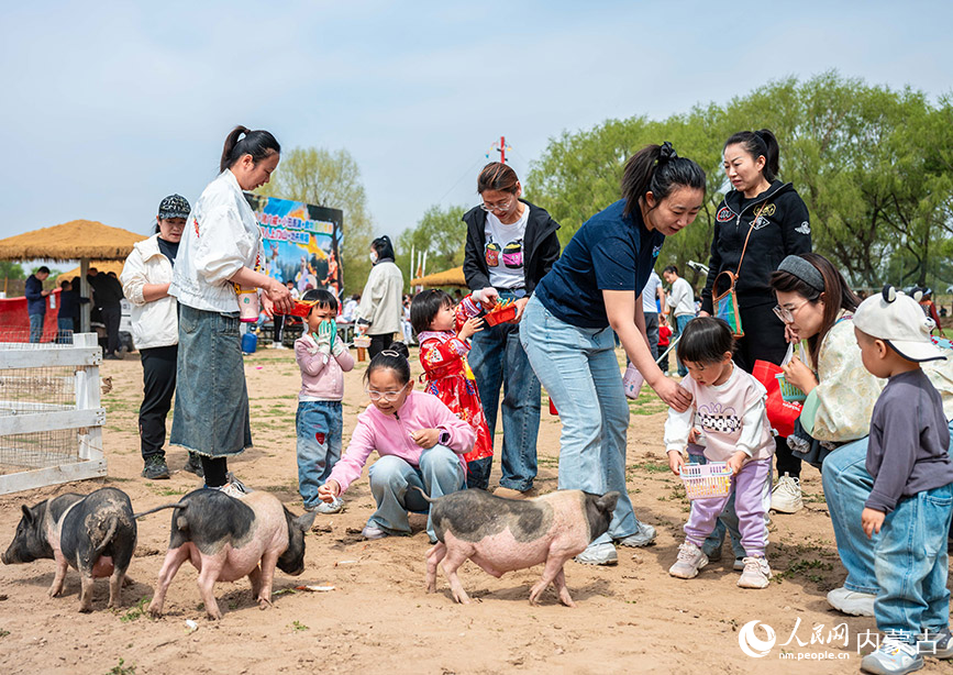 5月1日，呼和浩特市玉泉區大黑河觀光帶“林下郊野萌寵樂園”內，小朋友在投喂小香豬。丁根厚攝