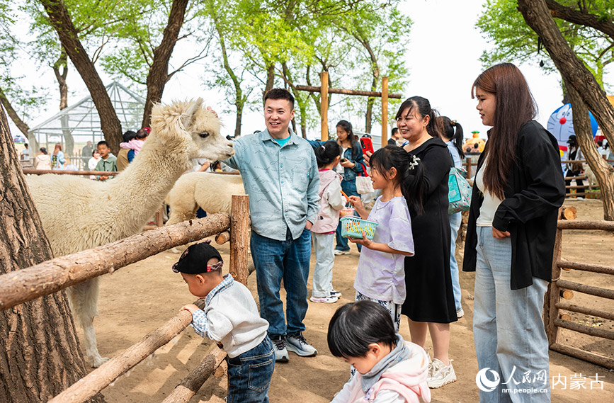 5月1日，呼和浩特市玉泉区大黑河观光带“林下郊野萌宠乐园”内，小朋友在家长的陪伴下与羊驼互动。丁根厚摄