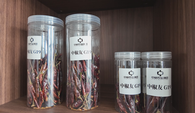 承担“破局”使命的辣椒同时兼具高辣及高产的优势。王晨曦摄