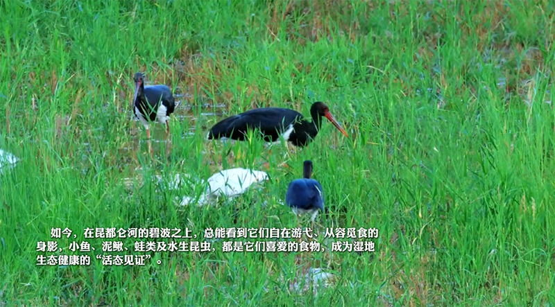 黑鸛在昆都侖河濕地安了家