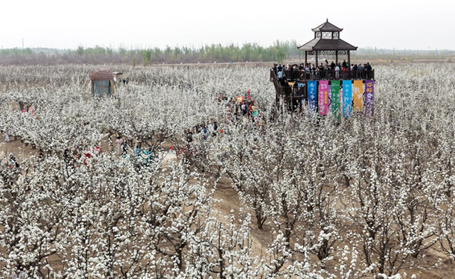 杭锦后旗第十届梨花文化旅游推介活动现场。王懿哲摄