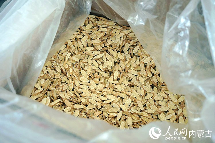 经过初加工的固阳黄芪，露出内部的“金盏银盘菊花芯”。人民网记者 赵梦月摄
