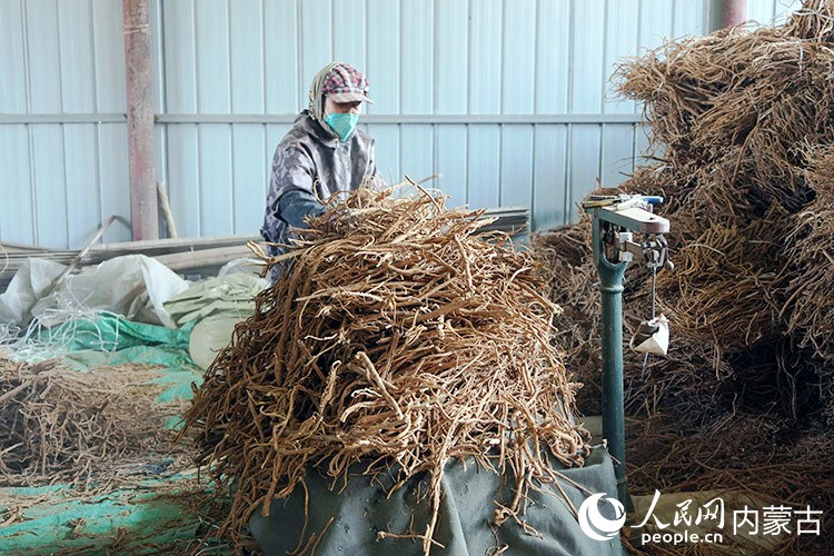 道地农产品专业合作社内，工人正在整理黄芪。人民网记者 赵梦月摄