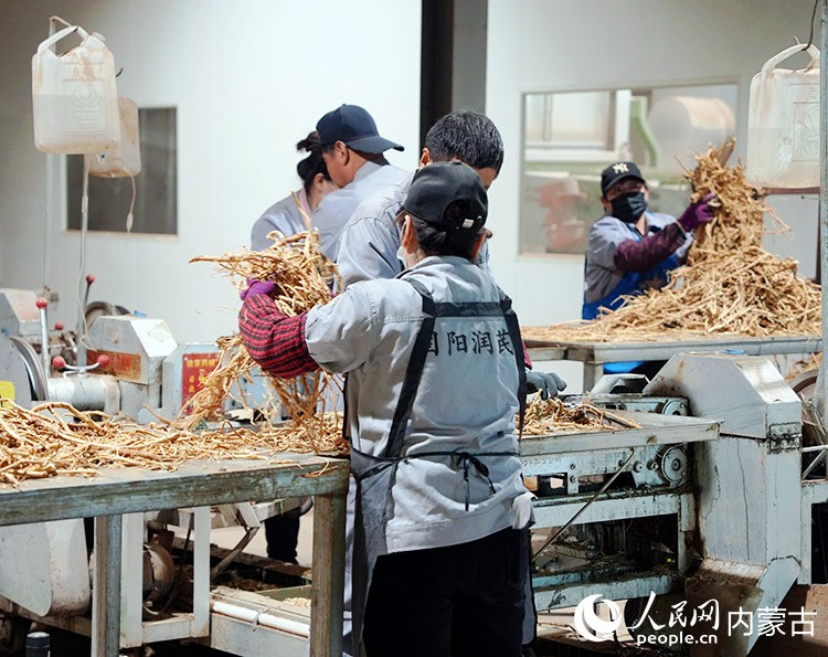 润芪堂农业服务农民专业合作社联合社的车间里，正在进行黄芪初加工。人民网记者 赵梦月摄