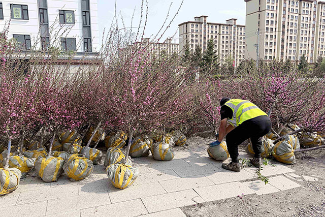 重点路段补植榆叶梅，装点街巷景致。