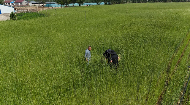 （科左后旗冬黑麥試驗田裡農技專家正在進行測產。於超攝）