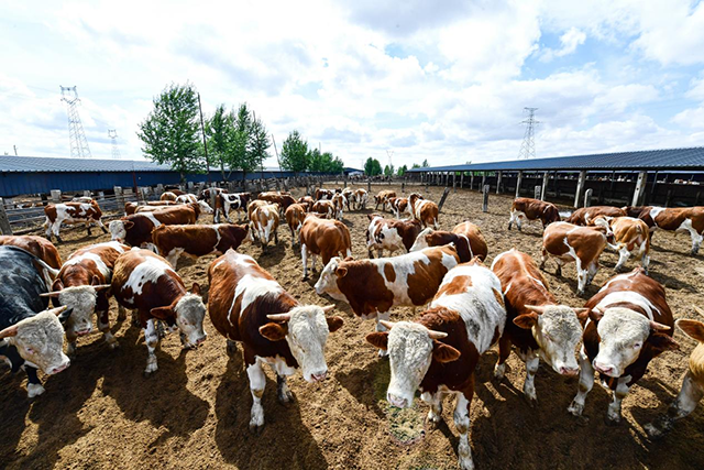 奈曼旗肉牛養殖場的肉牛。張啟民攝