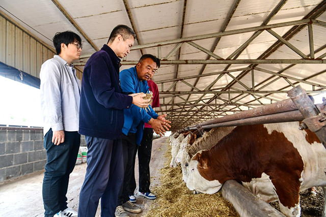 周振明帶領學生和劉亞東在牛棚查看飼料。張啟民攝
