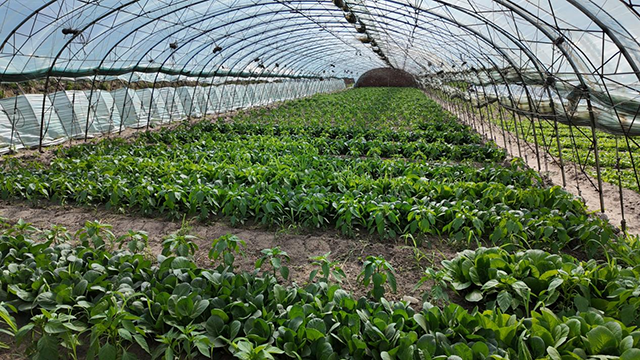大棚內各類綠葉菜長勢繁茂滿目青翠。特日格樂攝