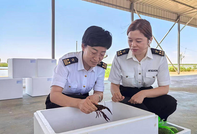 乌拉特海关工作人员对出口小龙虾现场取样送检。马跃摄