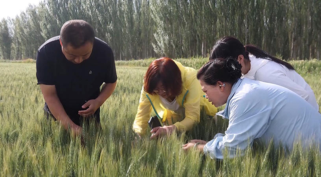 今年巴彦淖尔市小麦落实“一喷三防”社会化服务作业面积39.7万亩。张蒙摄