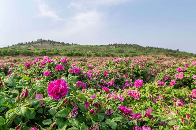 二八地村玫瑰種植基地。